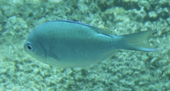Chromis atripectoralis