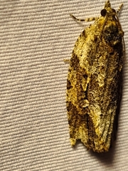 Thrincophora signigerana