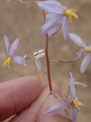 Cyanella pentheri
