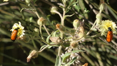 Mylabris quadripunctata
