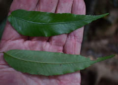 Lastreopsis poecilophlebia