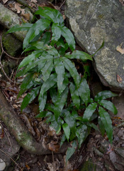 Lastreopsis poecilophlebia