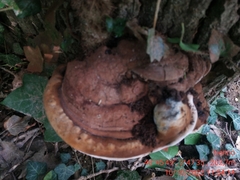Ganoderma applanatum