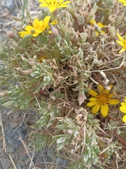 Gazania lichtensteinii