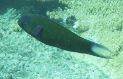 Thalassoma lunare