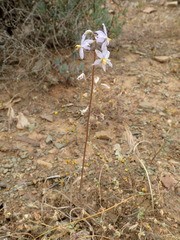 Cyanella pentheri