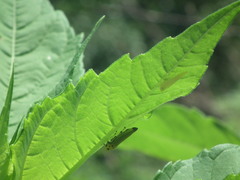 Bothrogonia ferruginea