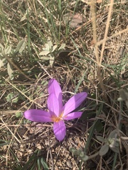 Colchicum montanum