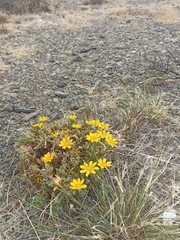 Gazania lichtensteinii