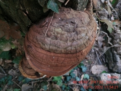 Ganoderma applanatum