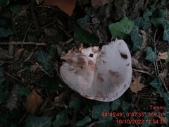 Ganoderma applanatum