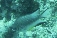 Amblyglyphidodon leucogaster