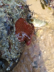 Actinia fragacea