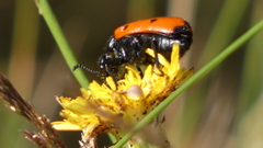 Mylabris quadripunctata