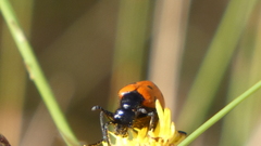Mylabris quadripunctata