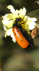 Mylabris quadripunctata
