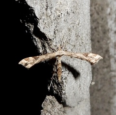 Lantanophaga pusillidactylus
