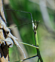 Ctenomorpha marginipennis