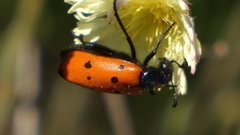 Mylabris quadripunctata