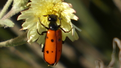 Mylabris quadripunctata