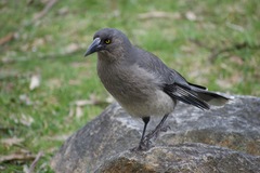 Strepera versicolor versicolor