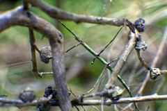 Ctenomorpha marginipennis