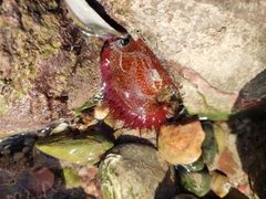 Actinia fragacea