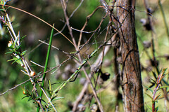 Ctenomorpha marginipennis