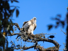 Gyps himalayensis