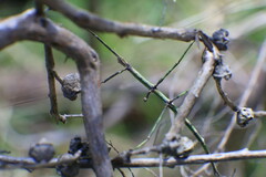 Ctenomorpha marginipennis