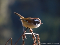 Fulvetta vinipectus