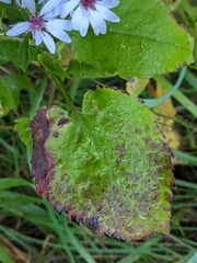 Symphyotrichum drummondii