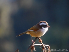 Fulvetta vinipectus