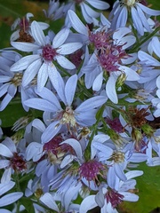 Symphyotrichum drummondii