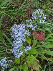 Symphyotrichum drummondii
