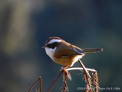 Fulvetta vinipectus