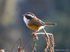 Fulvetta vinipectus