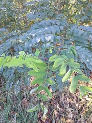 Robinia pseudoacacia