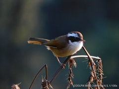 Fulvetta vinipectus