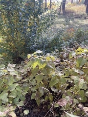 Syringa