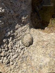 Patella vulgata