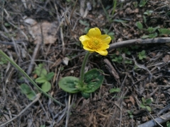 Ranunculus bullatus