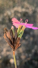 Dianthus borbasii