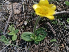 Ranunculus bullatus