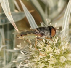 Odontomyia angulata