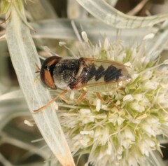 Odontomyia angulata