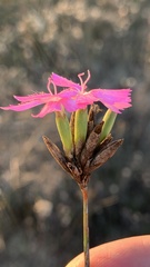 Dianthus borbasii