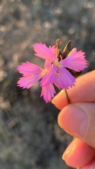 Dianthus borbasii