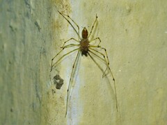 Scytodidae