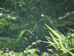 Polyura